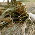 Costruire con arundo donax e bambù