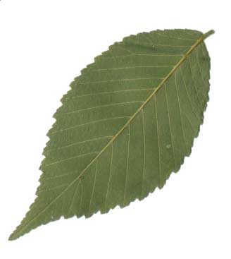 OK Disegno legge per promuovere il verde urbano