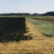 Fertile Geometry. Fotografia e Paesaggio