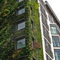 Giardini pensili e verde verticale