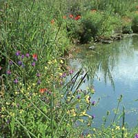 Fitodepurazione e riuso dell'acqua: case sparse e aziende agrituristiche