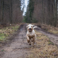 Pet Design: oggetti per la vita indoor e outdoor degli animali domestici