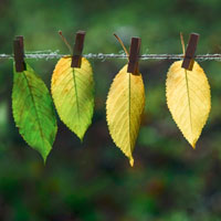 Gauja National Park Footbridge: un ponte pedonale sospeso nel parco nazionale più esteso della Lettonia