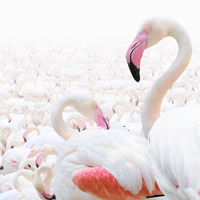 Abu Dhabi Flamingo Observation Tower: un belvedere sul mondo dei fenicotteri