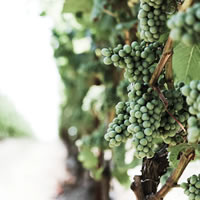 Un museo dedicato al vino e alla sua millenaria cultura nella quattrocentesca "Gran Masun"