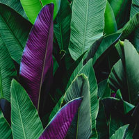 My Plant & Garden 2019: gli eventi per i professionisti organizzati da Paysage