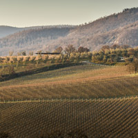Tour tra le cantine d'autore in Toscana con Massimo Alvisi, Archea e Fiorenzo Valbonesi