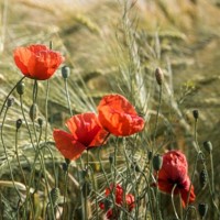 Da Enea un tool che aiuta a progettare dai giardini al verde pensile scegliendo piante spontanee adatte al contesto
