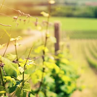 In Wine the Truth. Cinema, architettura e vino in sette cantine toscane