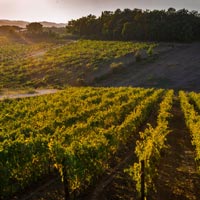 Perelli 2030. Un workshop tra i vigneti toscani per ripensare una storica azienda agricola