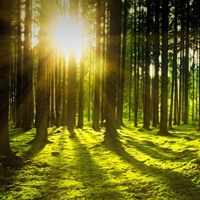 30 milioni per la riforestazione urbana (anche verticale): ok in CdM al decreto clima