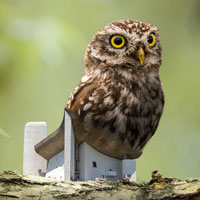 Legendary Bird Home 2020. Una casetta per uccelli "leggendaria" per combattere la deforestazione