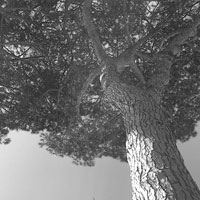 Real Wood. Oggetti di design per far rinascere i pini marittimi del Real Sito di Carditello