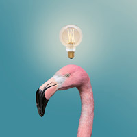 Abu Dhabi Flamingo Visitor Center. Un centro visitatori nell'oasi di fenicotteri degli Emirati Arabi