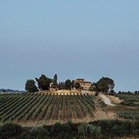 Una nuova etichetta per il Merlot dell'Azienda Agricola Perelli