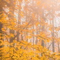Riforestazione urbana: in Gazzetta ufficiale il Dm che dà il via ai progetti metropolitani