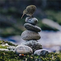 Tiny Kiwi Meditation Cabin - un piccolo spazio per la meditazione in una radura della Nuova Zelanda