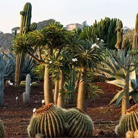 Radicepura Garden Festival, occhi puntati sui "Giardini per il futuro"