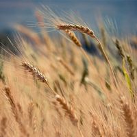 Cercasi idee per il marchio "Biologico italiano"