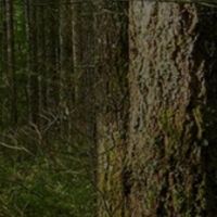 Be-WoodEN: 13 webinar gratuiti per progettare con il legno