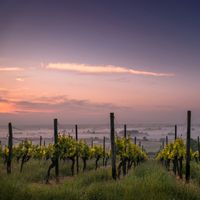 Medaglia dell'architettura del vino: torna il riconoscimento per i progetti di valorizzazione dei paesaggi vinicoli