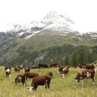3 siti e 3 sfide progettuali per lo sviluppo dei territori rurali europei