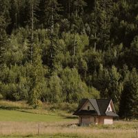 Architettura degli alberi: osservare, interpretare e gestire il verde