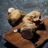 Un logo per il tartufo bianco del Serrapotamo, in Basilicata