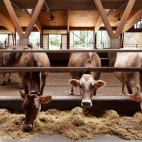 The big zip: la stalla "a misura di mucca" firmata dallo studio act romegialli
