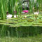Le biopiscine